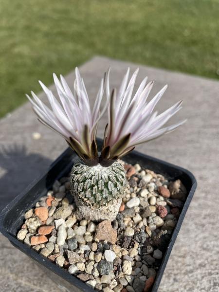 Turbinicarpus pseudopectinatus